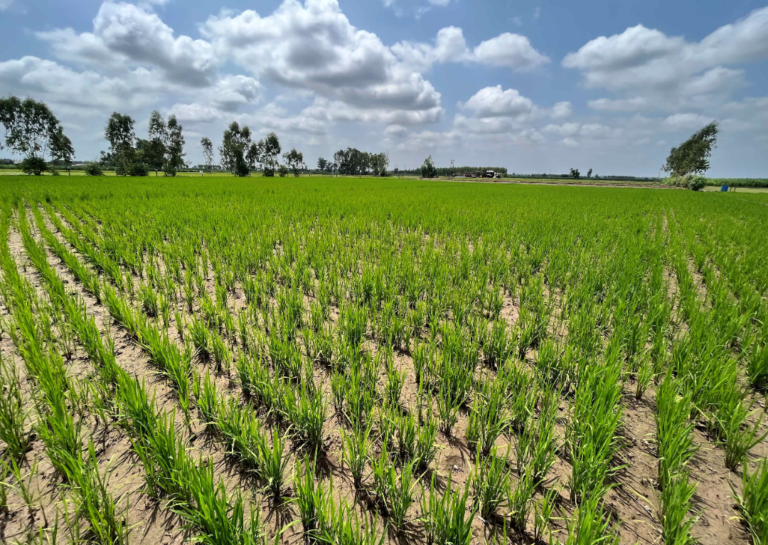 Bayer, GenZero and Shell collaborate to reduce methane emissions in rice cultivation
